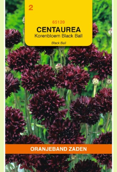 Korenbloem Black Ball (Centaurea) 150 zaden OBZ